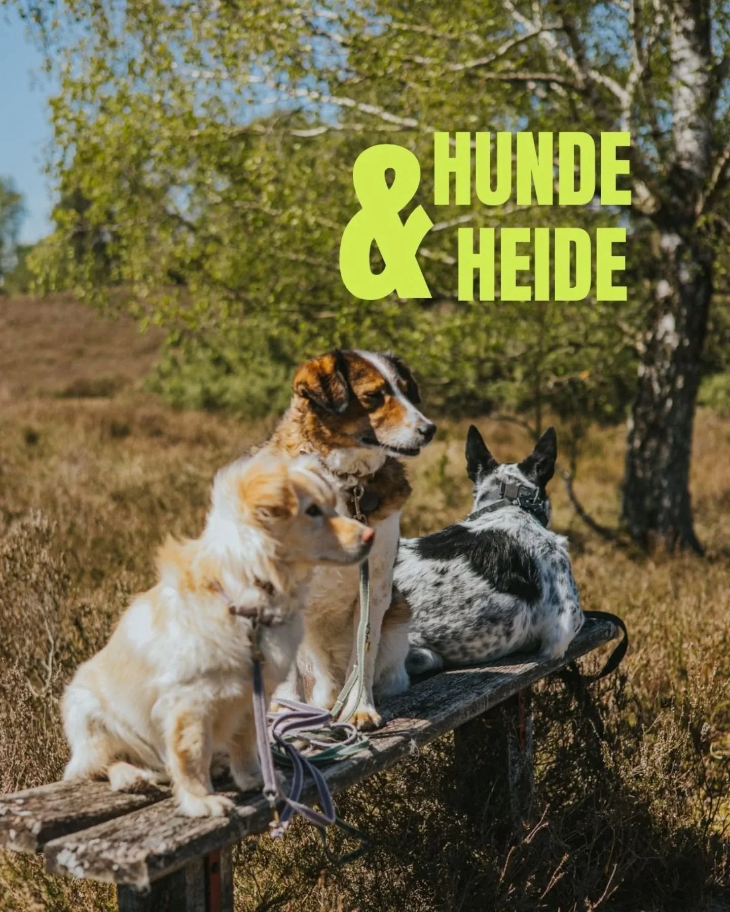 Hunde &amp; Heide, die Vierte!

@hundeimnebel und @kompasshunde stehen wieder in den Startl&ouml;chern und erwarten euch vom 18. bis 20.09.2026 in der L&uuml;neburger Heide. Weils im Mai so sch&ouml;n war - starten wir Freitags wieder am Nachmittag m