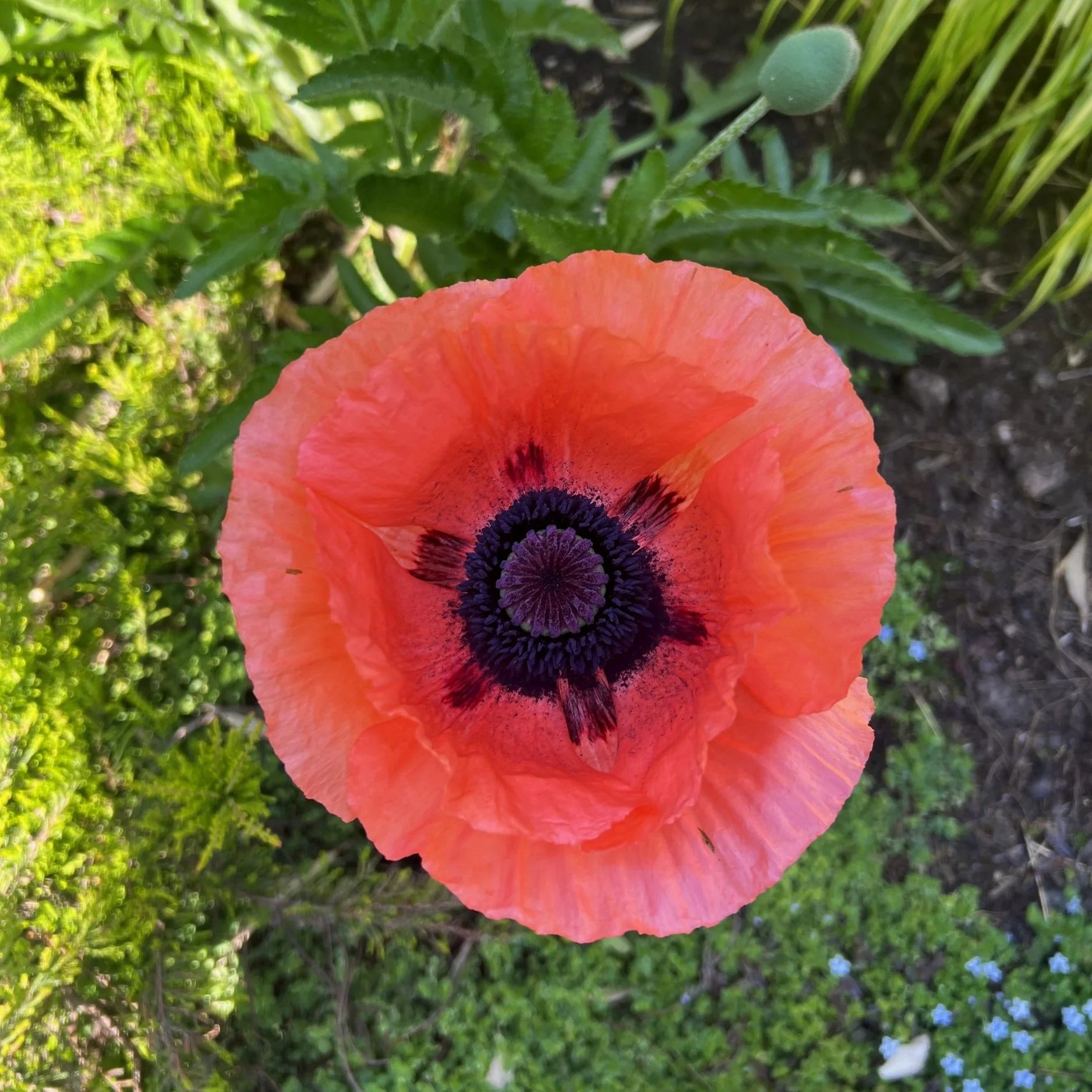 Close-up of a vibrant orange poppy flower with dark purple and black center, surrounded by green foliage.