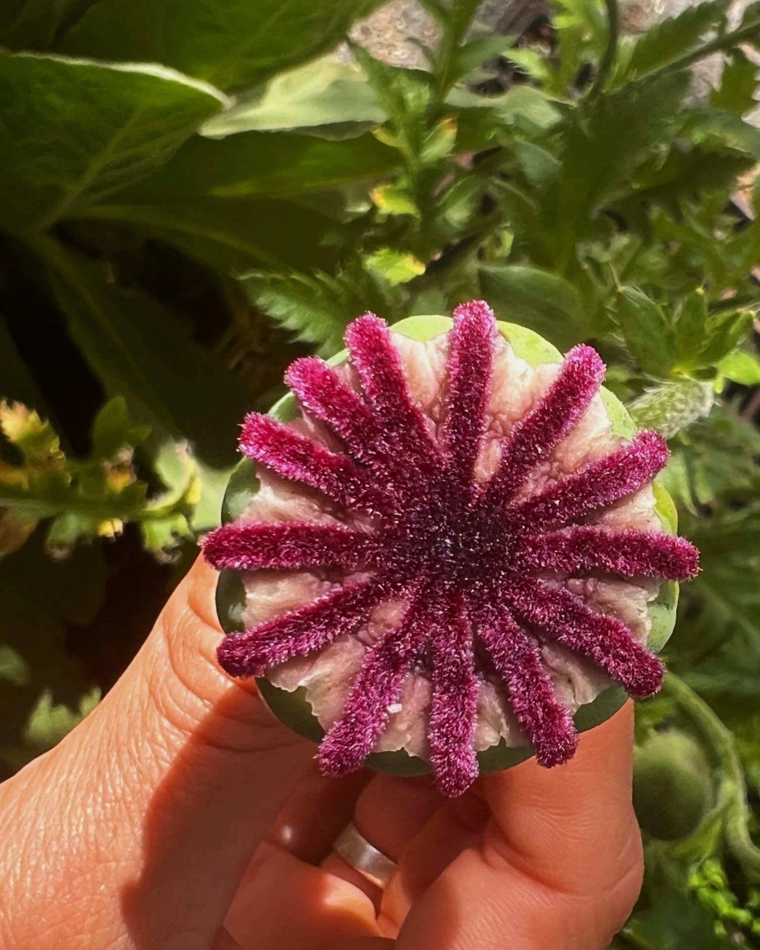 Close-up of a person holding a round, green fruit with pink, fuzzy, star-shaped growths on top, surrounded by green leafy plants.