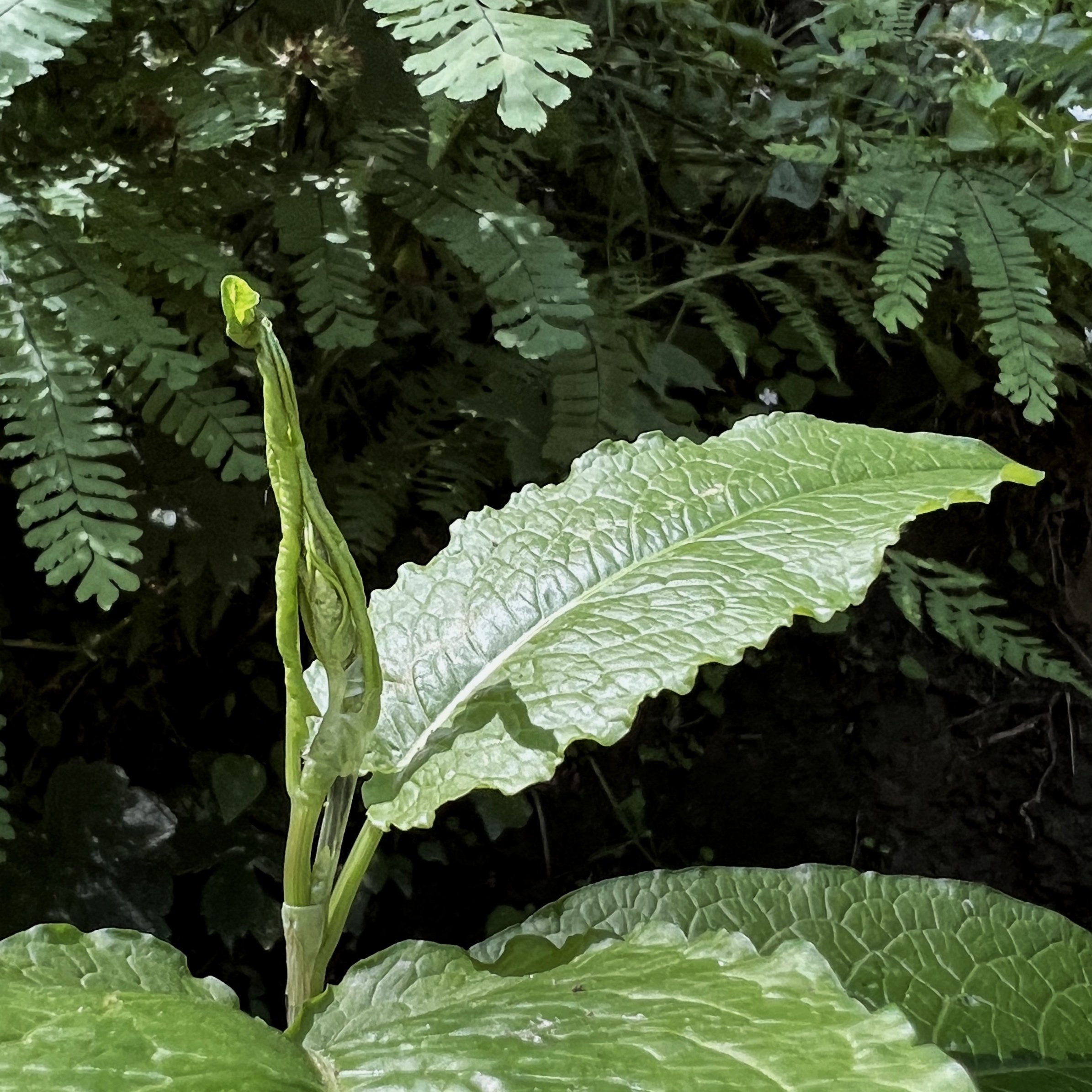 A green plant with a large, textured leaf and a tall, narrow bud in a lush, leafy environment.