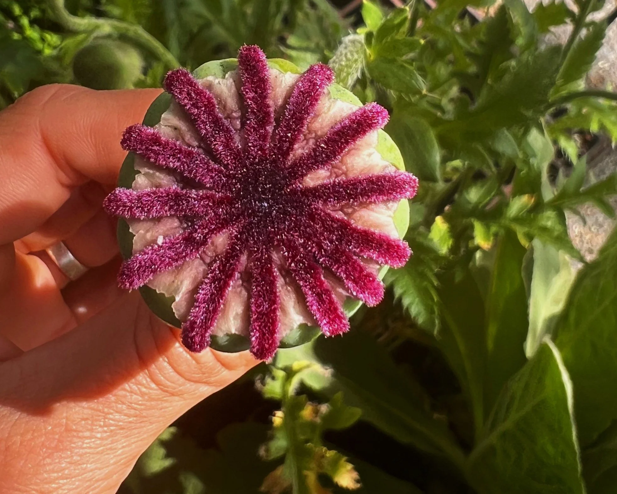 Close-up of a hand holding a small round fruit with a star-shaped pattern on top, featuring dark pink, fuzzy, spike-like structures. Green leaves surround the fruit.