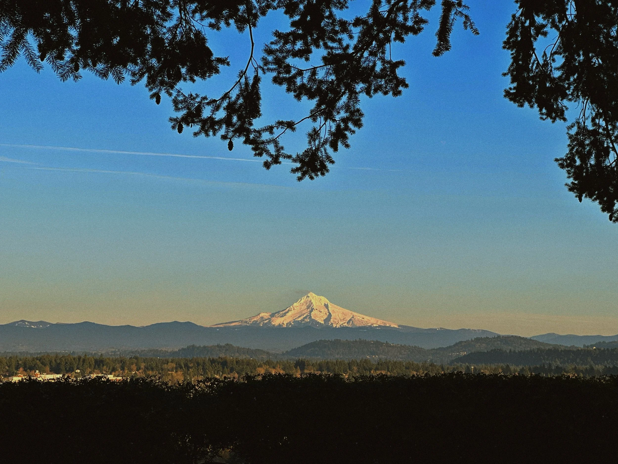 View of Mount St. Helens in the distance, with a clear sky and tree branches framing the top of the image.