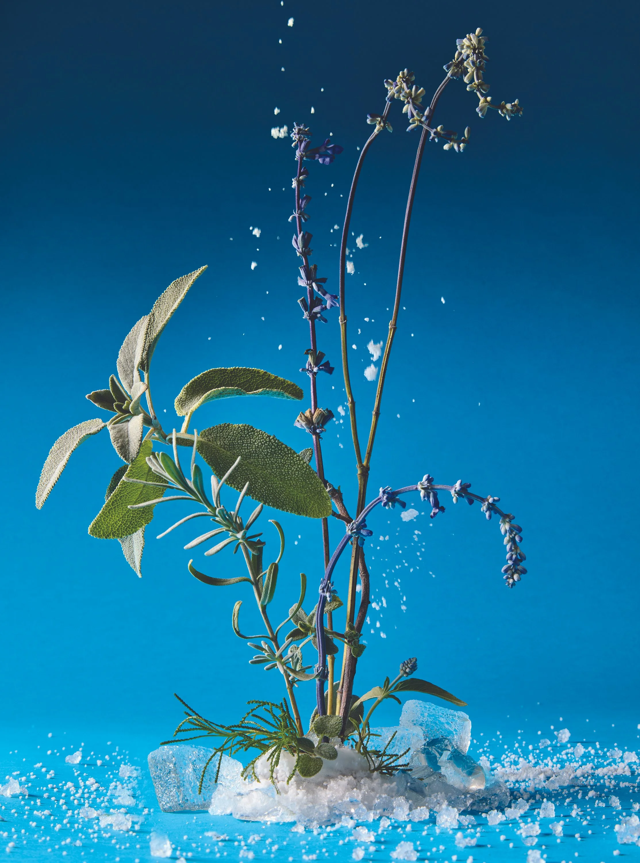 Iced_Blue_Lavender.jpg
