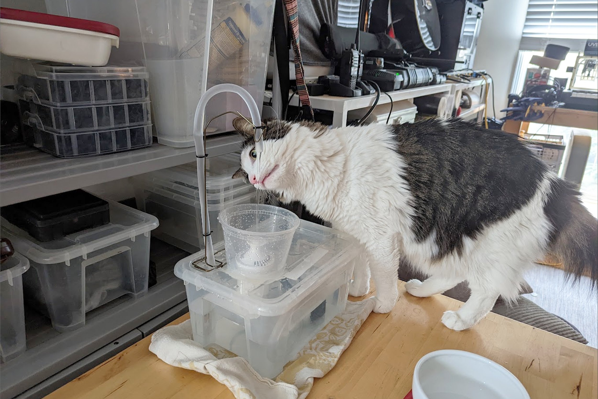 feline_fountain2.jpg