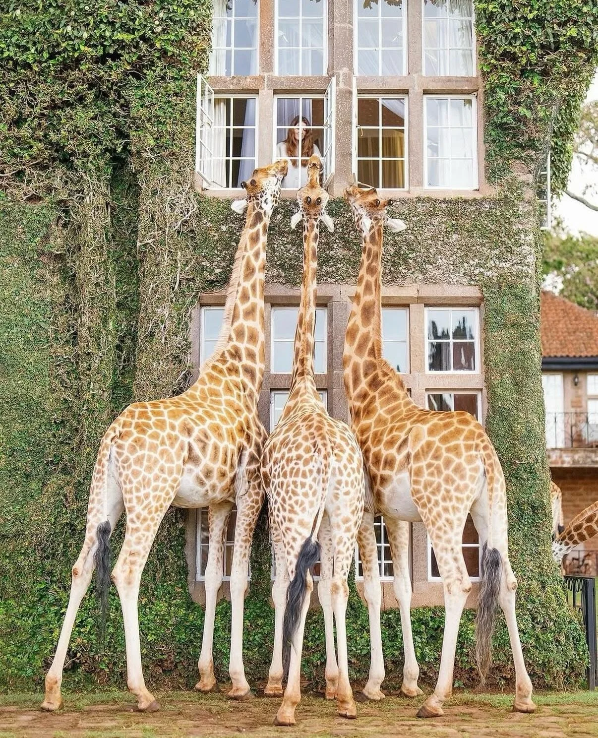 No alarm clock needed here! 🦒☕️
Just a giraffe stopping by to see what&rsquo;s for breakfast.