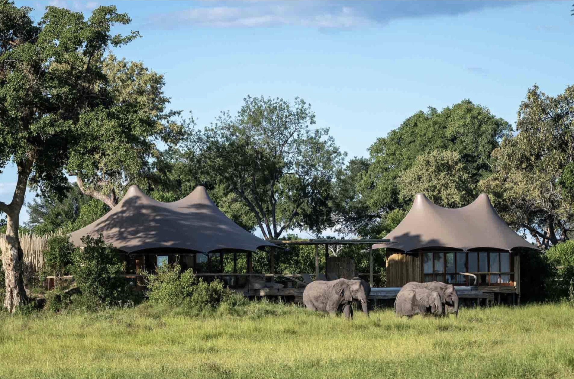 A nature scene with lush green grass, several elephants, and large trees under a bright blue sky. Two tents with pointed tops are visible among the trees.