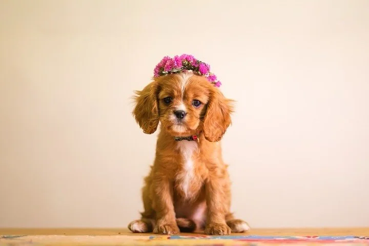 Meet Althea&rsquo;s newest employee, Tallulah! 
⠀⠀⠀⠀⠀⠀⠀⠀⠀
Tallulah doesn&rsquo;t come to Althea with a lot of experience, but she makes up for it in cuteness. 
As our newest Quality Control team member, she ensures every design is up to the highest s