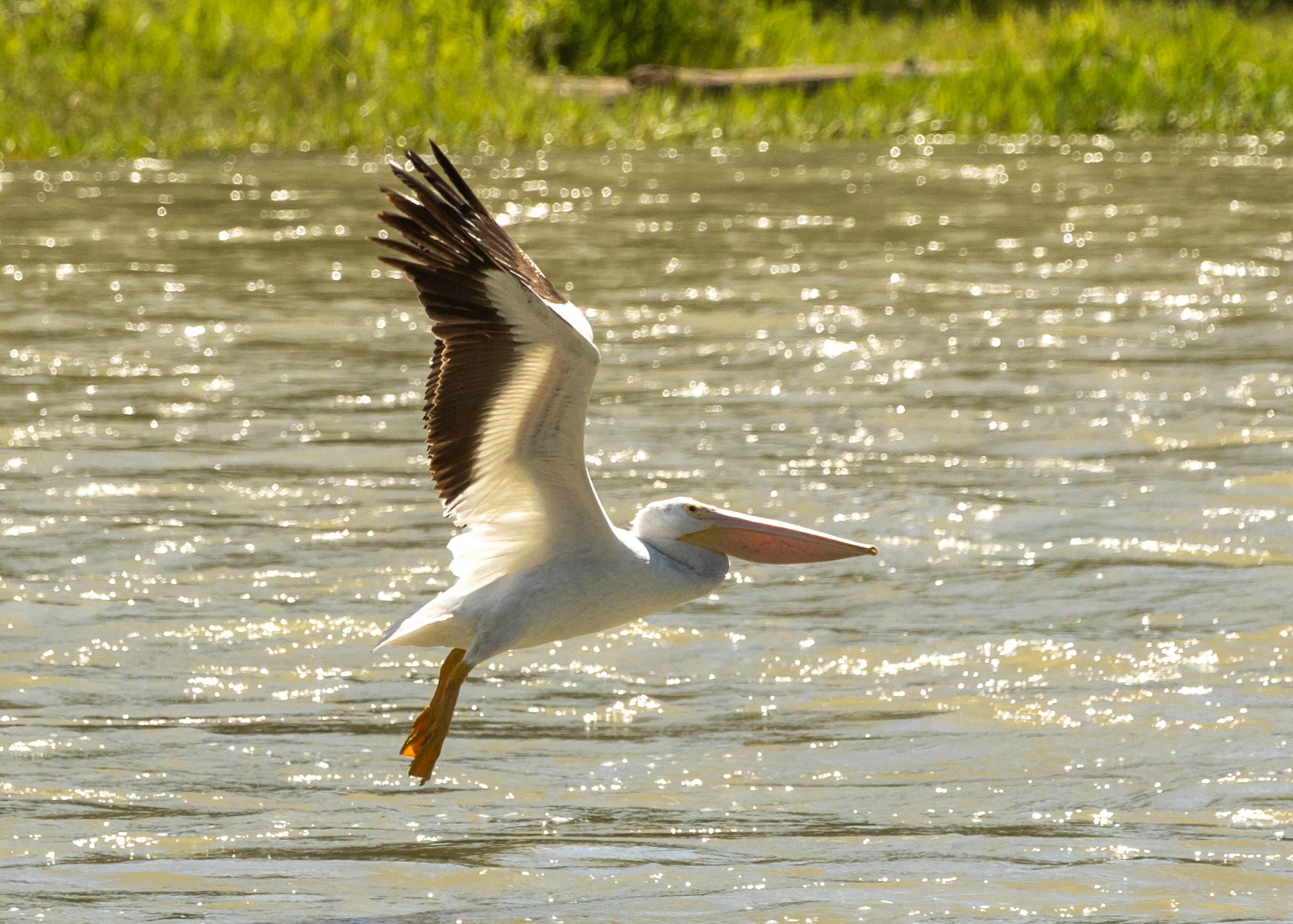 17 Pelican in flight.jpg