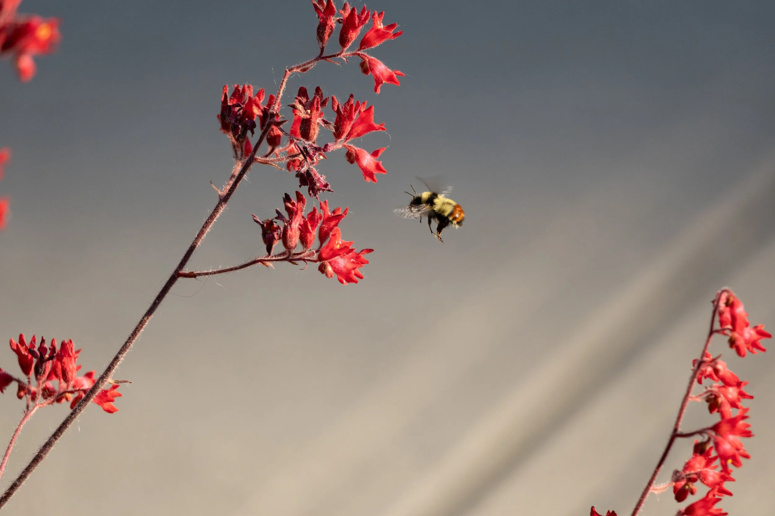 Bee and Flowers.jpg