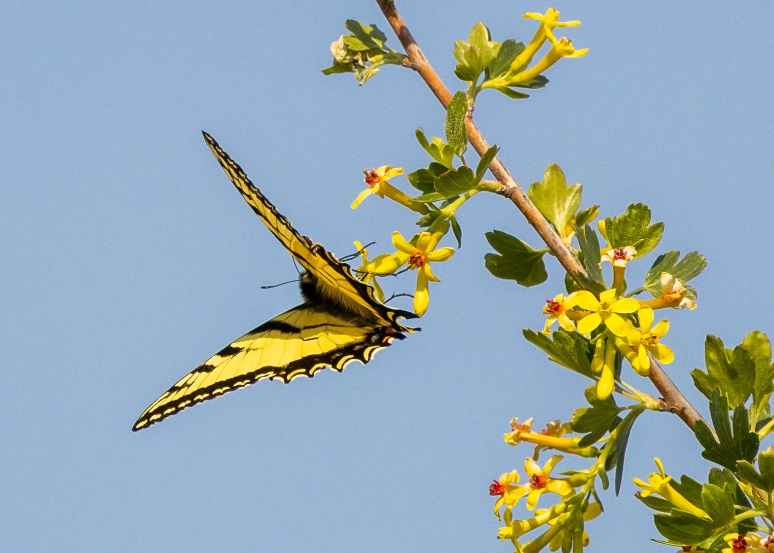 11 Spiritwood Swallowtail.jpg