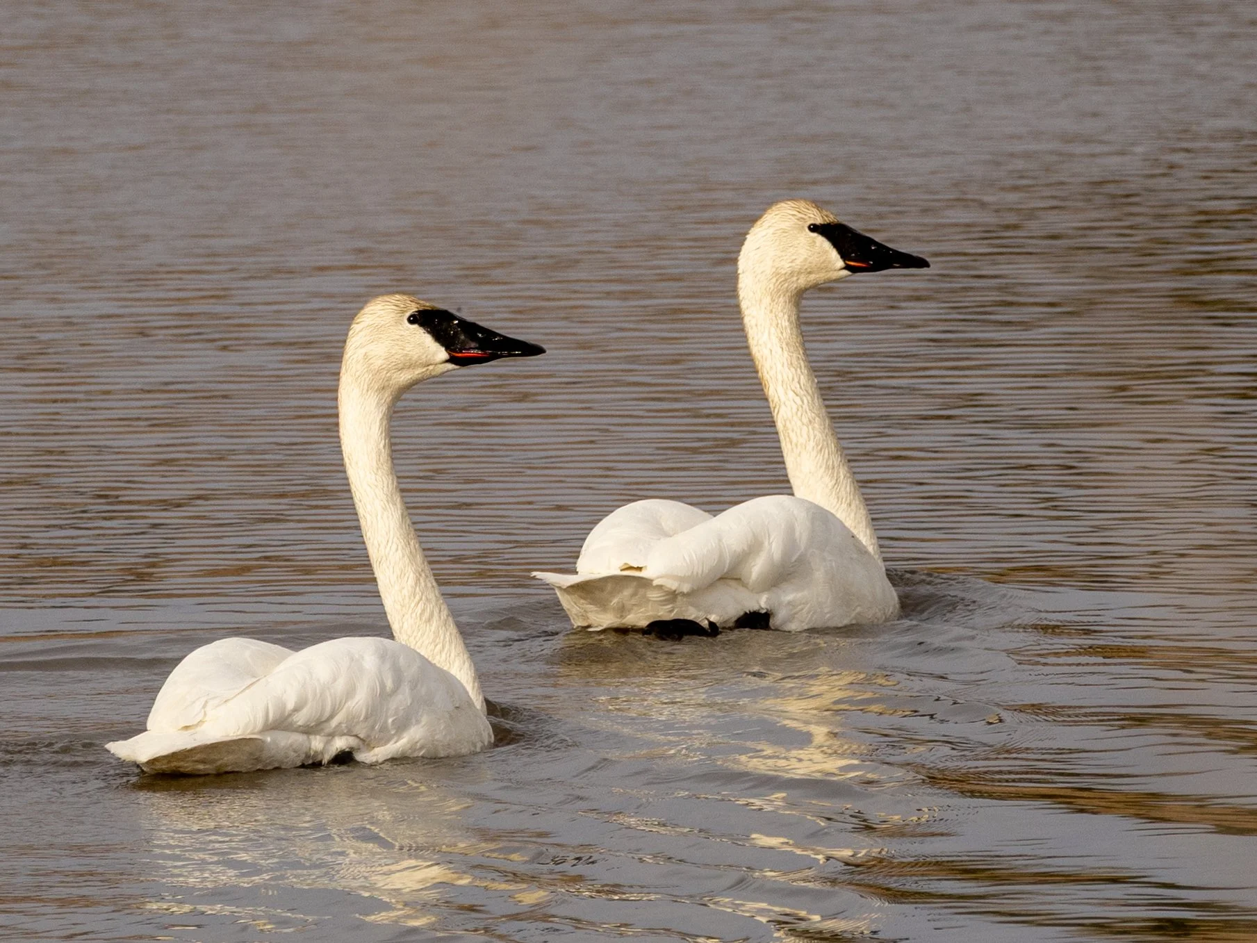 12 Sibbald Duo.jpg