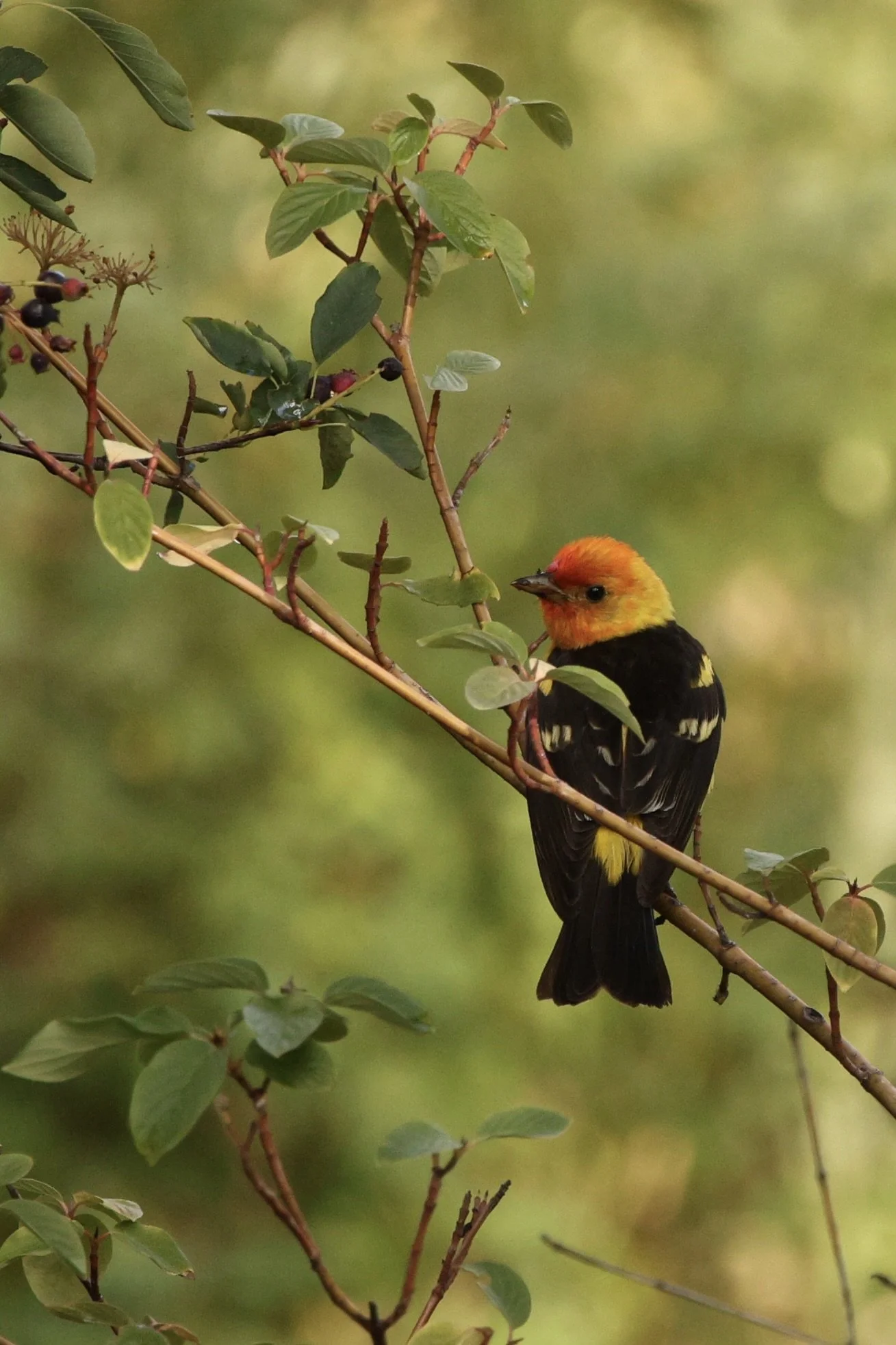 5 Western Tanager.JPG