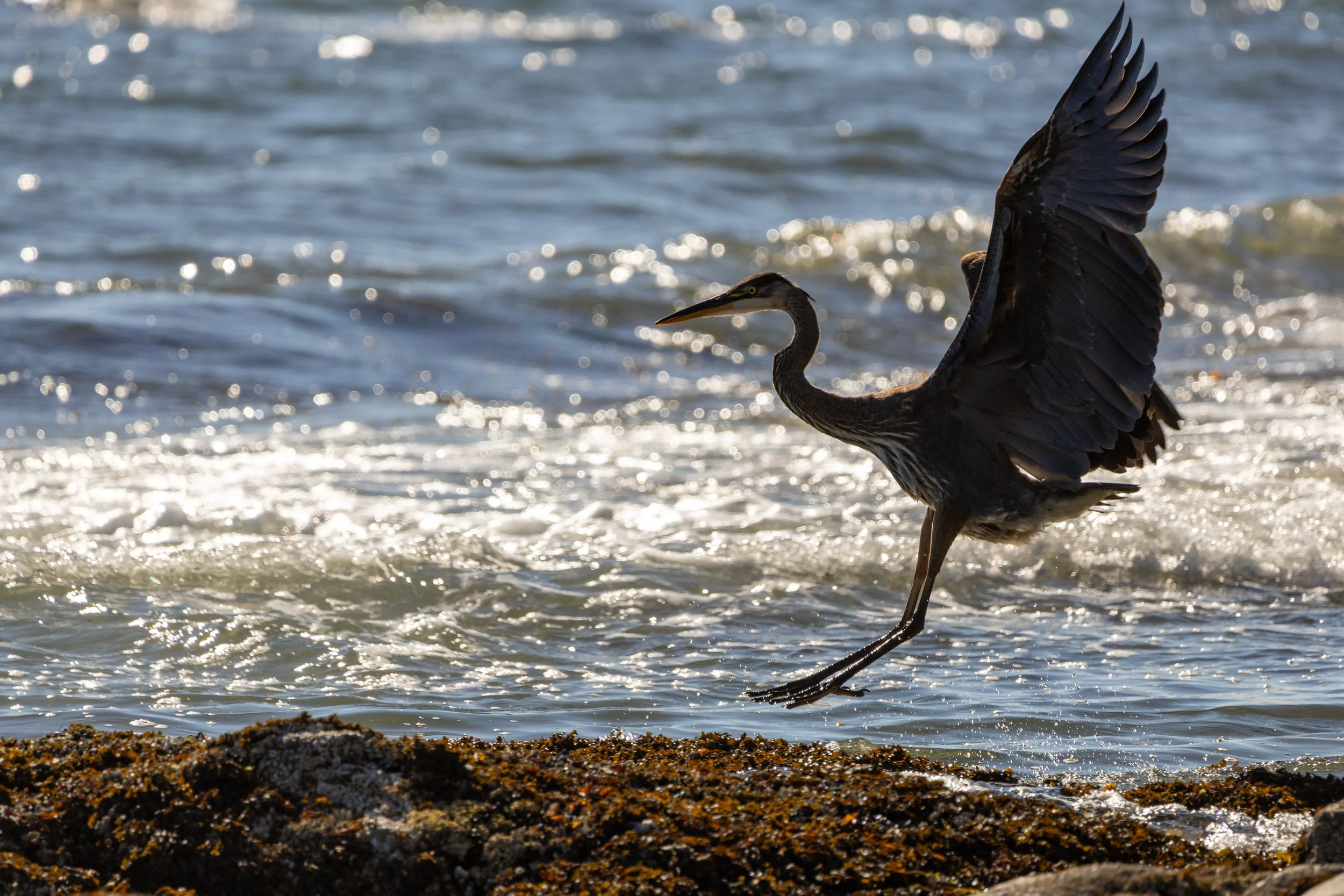 15 Heron landing.jpg