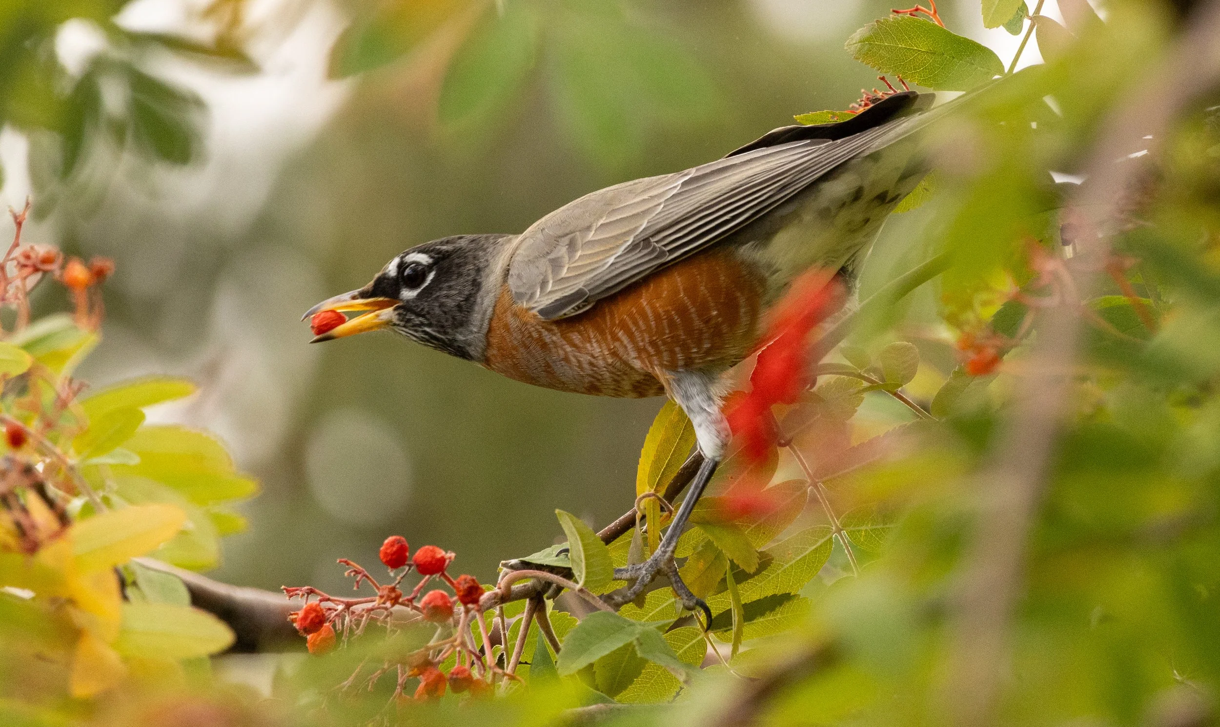 10 Robin getting berries.jpg