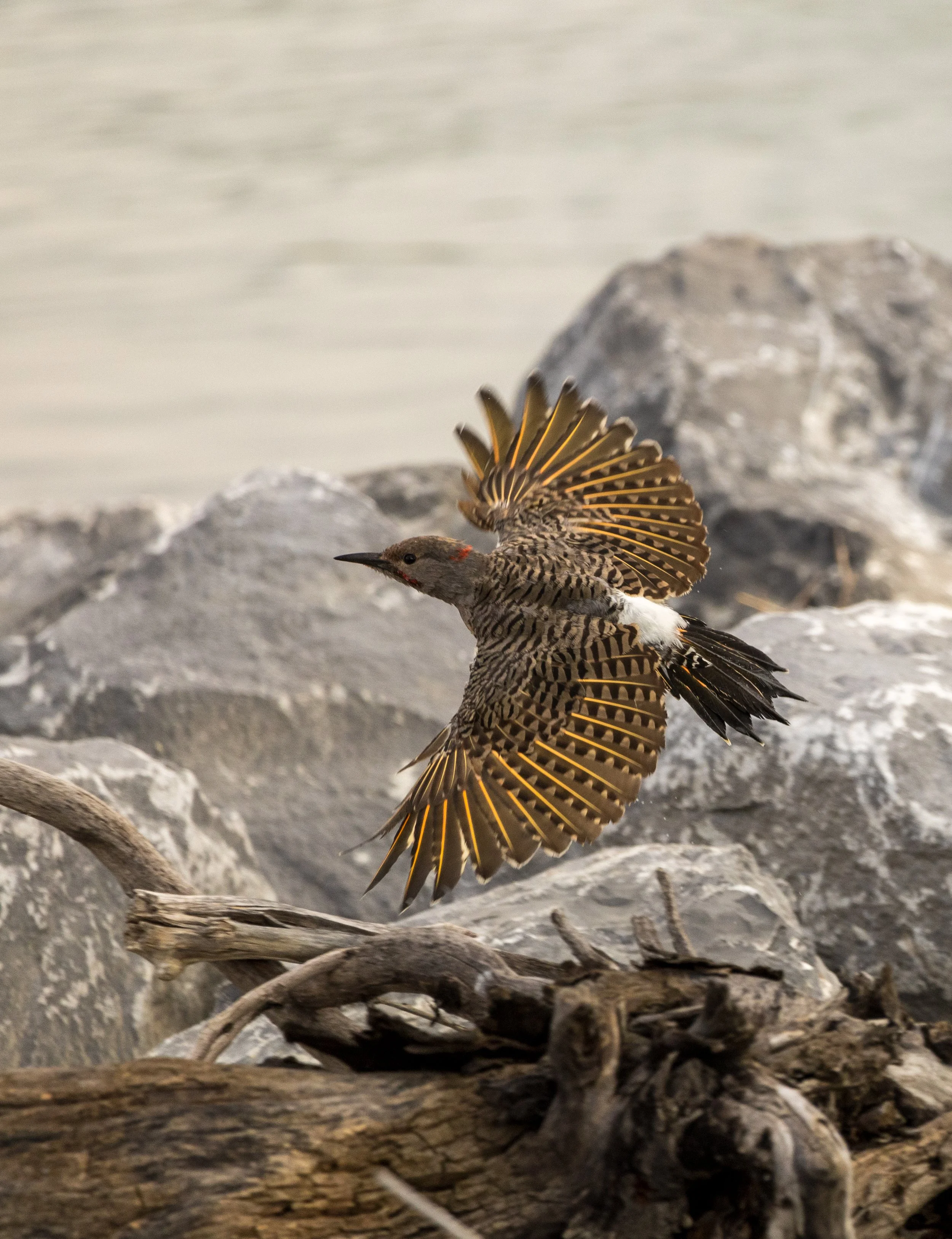 14 Flicker in flight.jpg