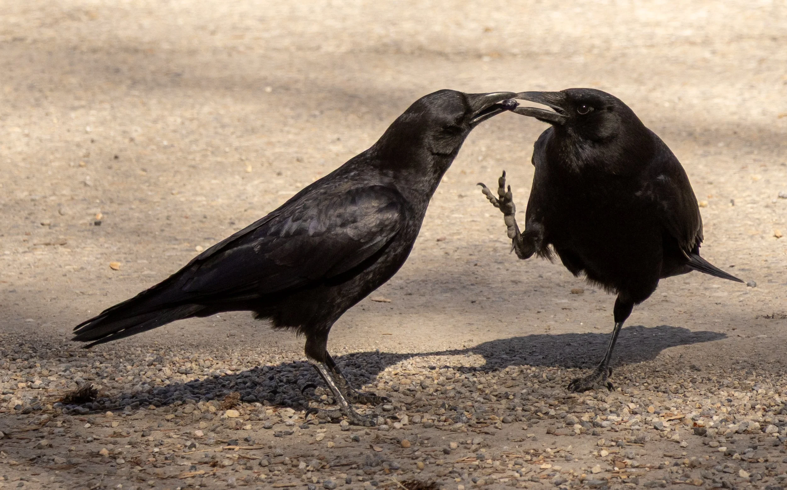 13 Fighting Crows.jpg