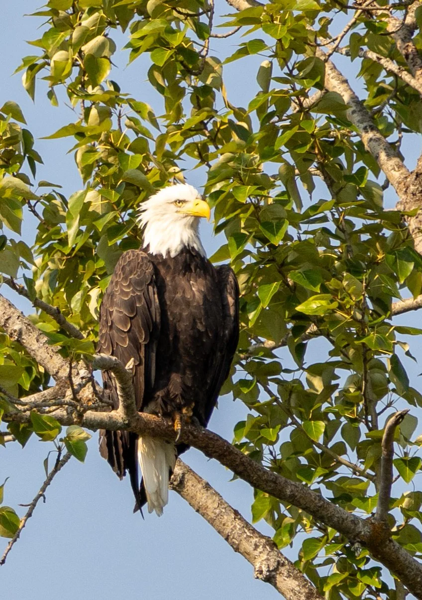 16 Eagle (Fred or Mabel).jpg