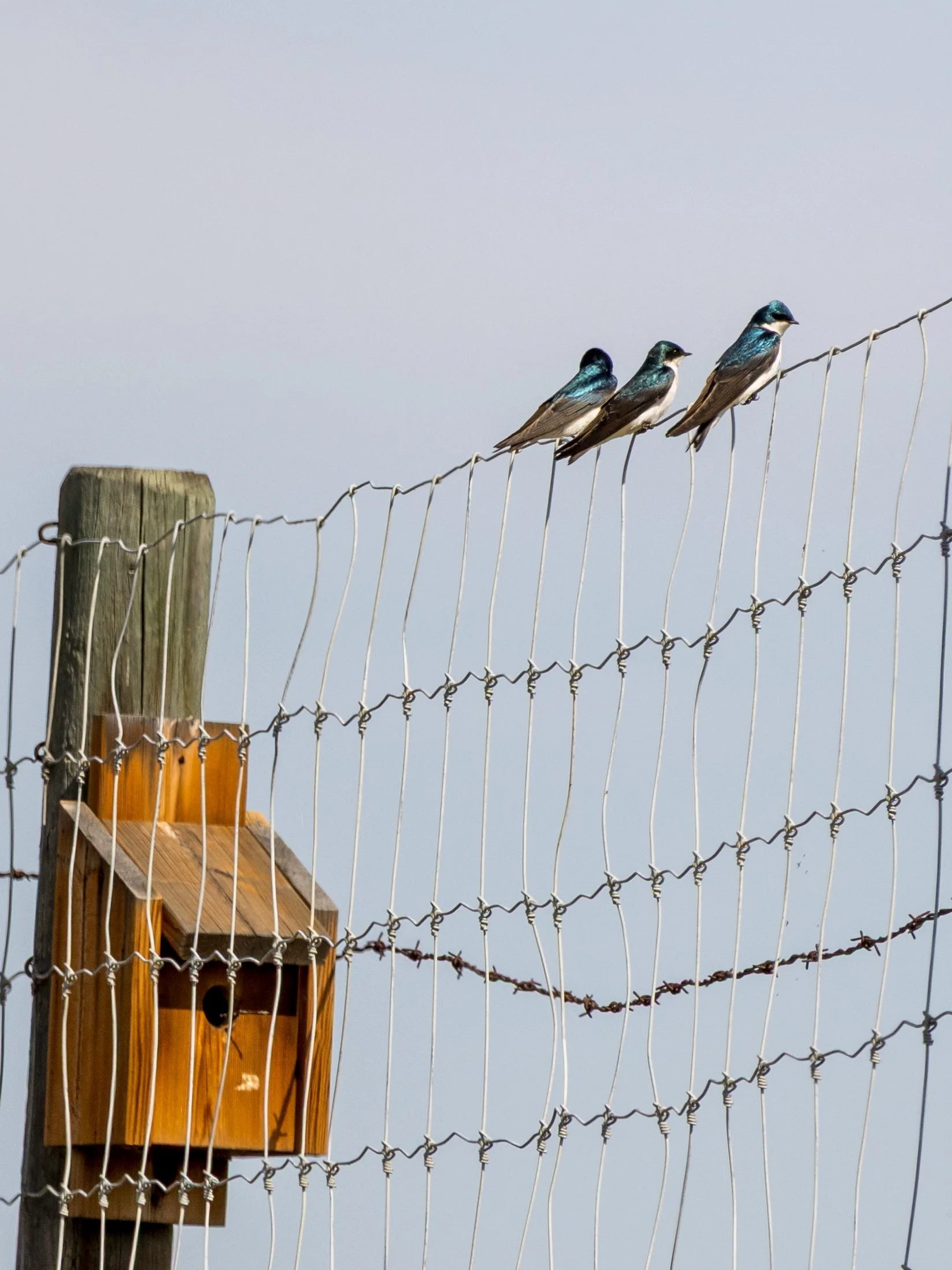 6 little birds.jpg