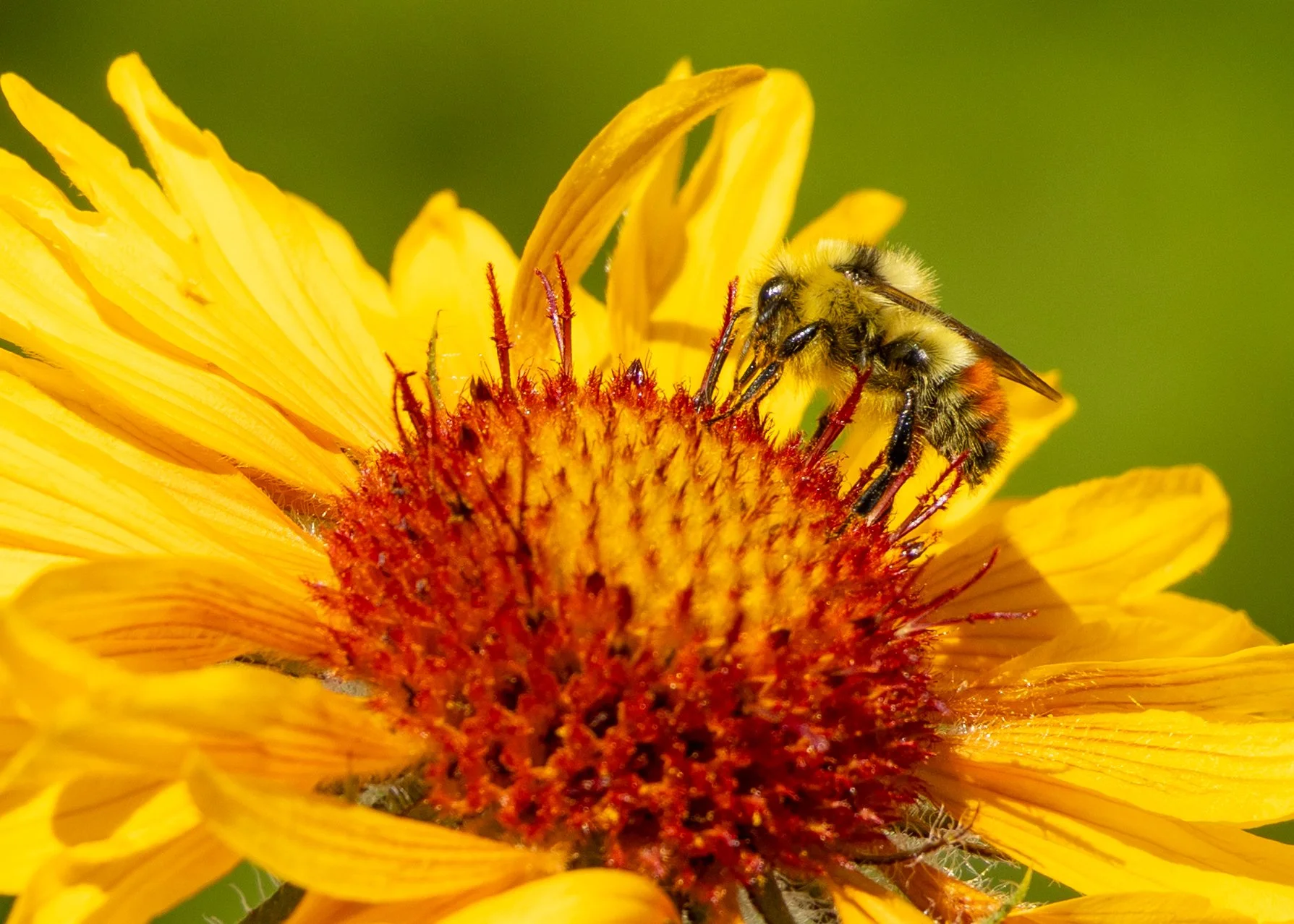 4 Bee on flower.jpg