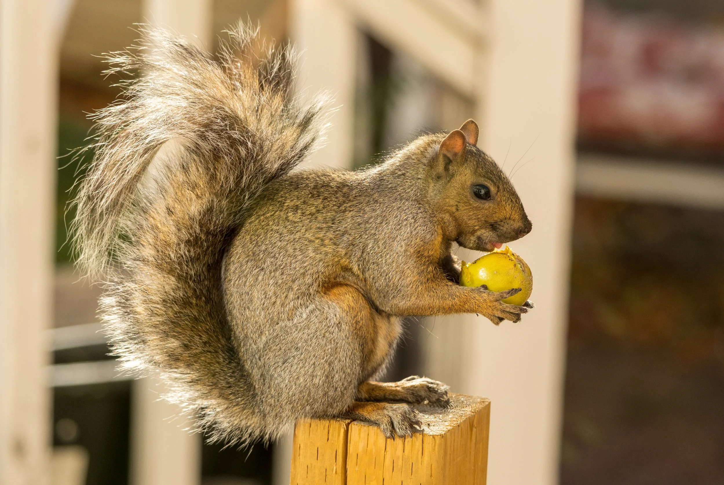 7 Squirrel 1.jpg
