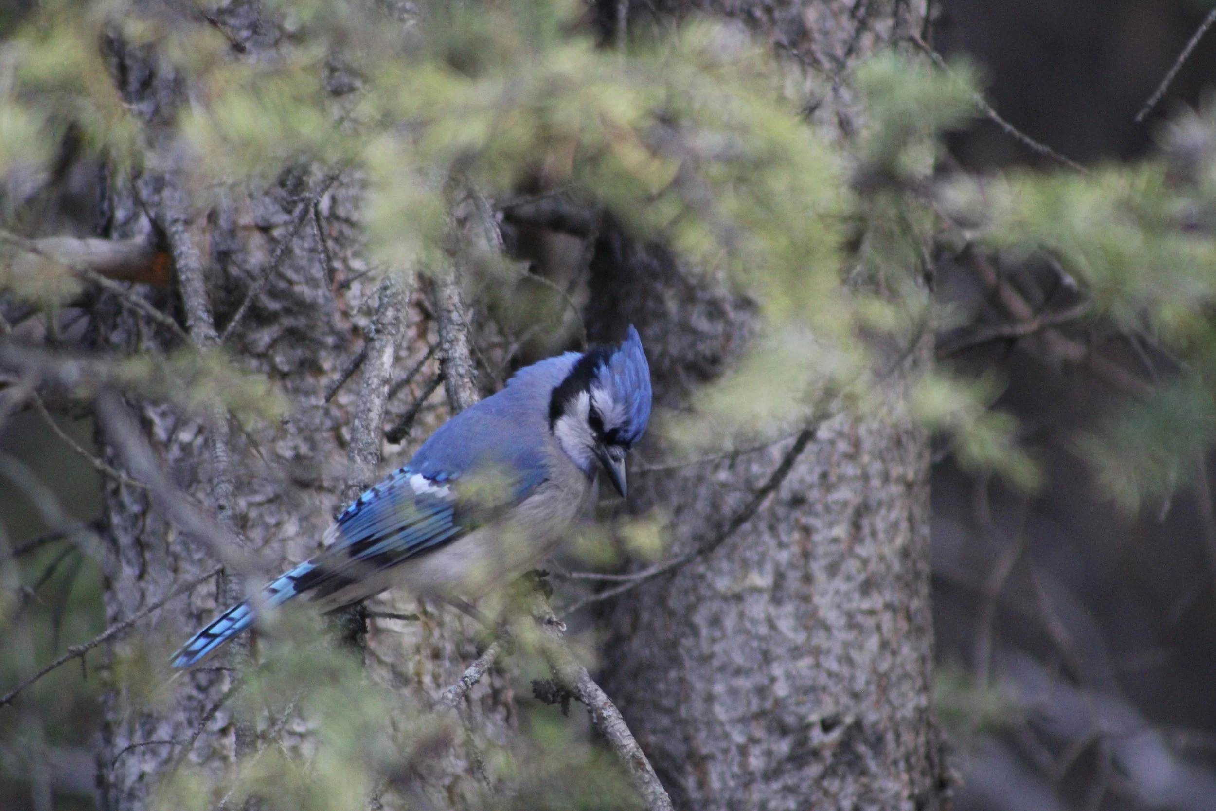 1 Elusive Bluejay.JPG