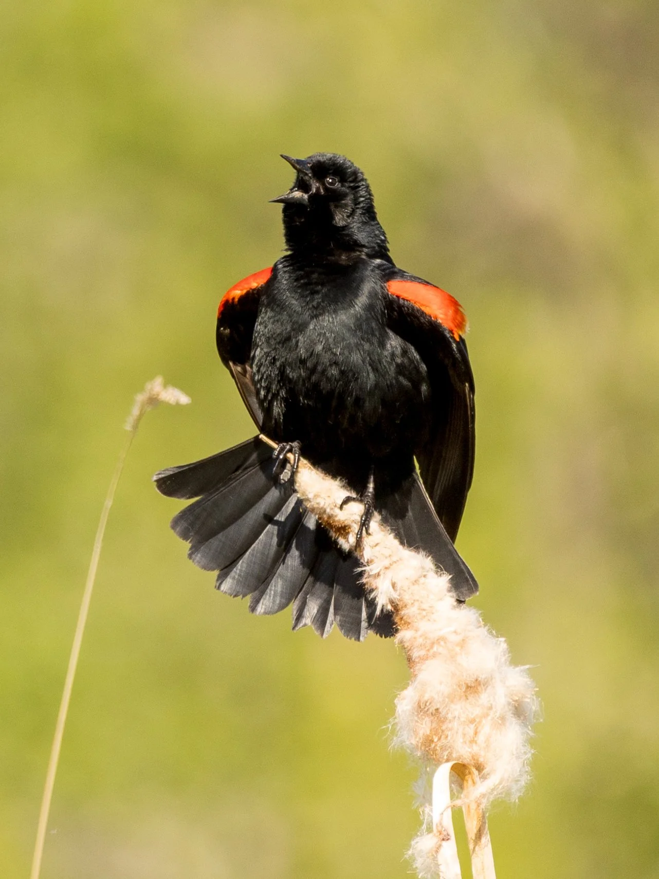 9 Red-winged blackbird.jpg
