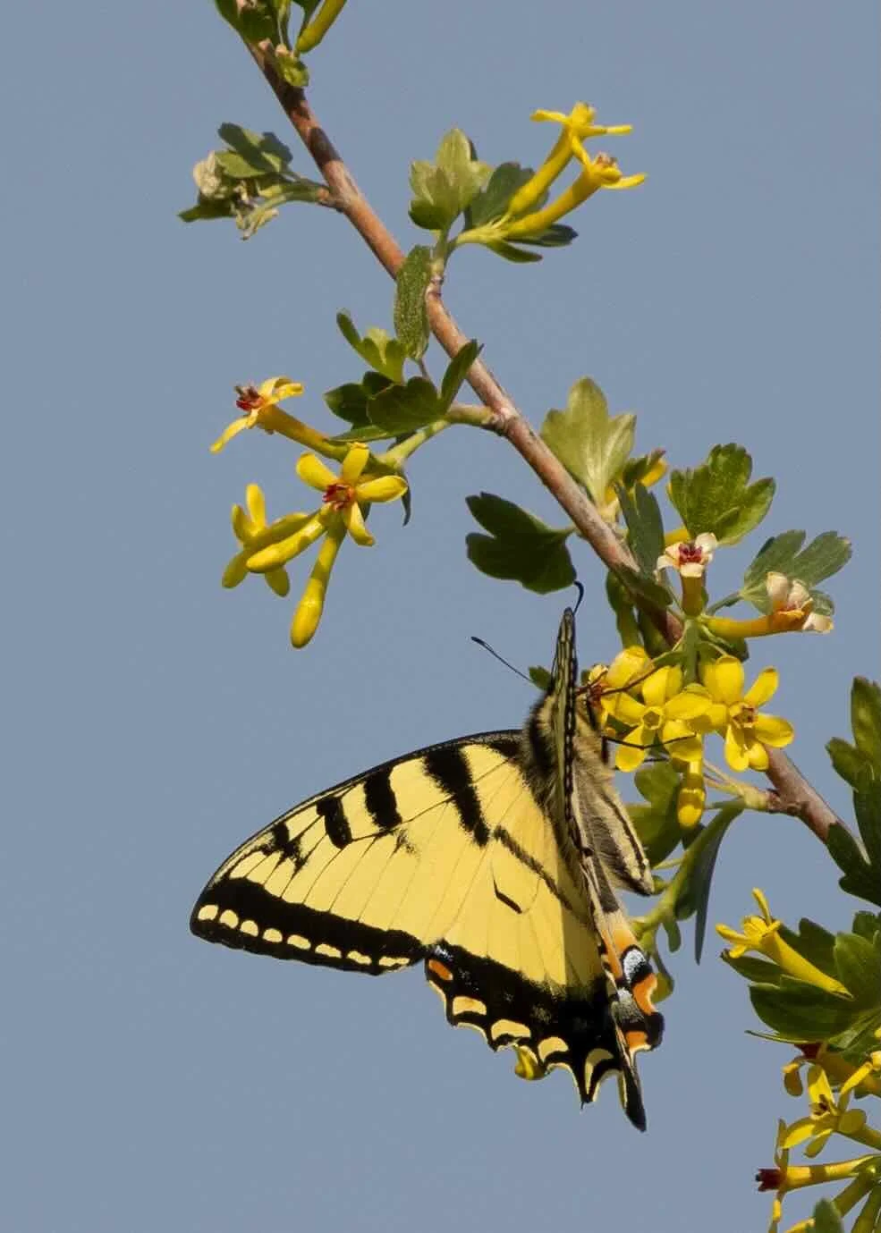 April 11 - Rooted in Renewal - Advocate Ticket $500 +6%