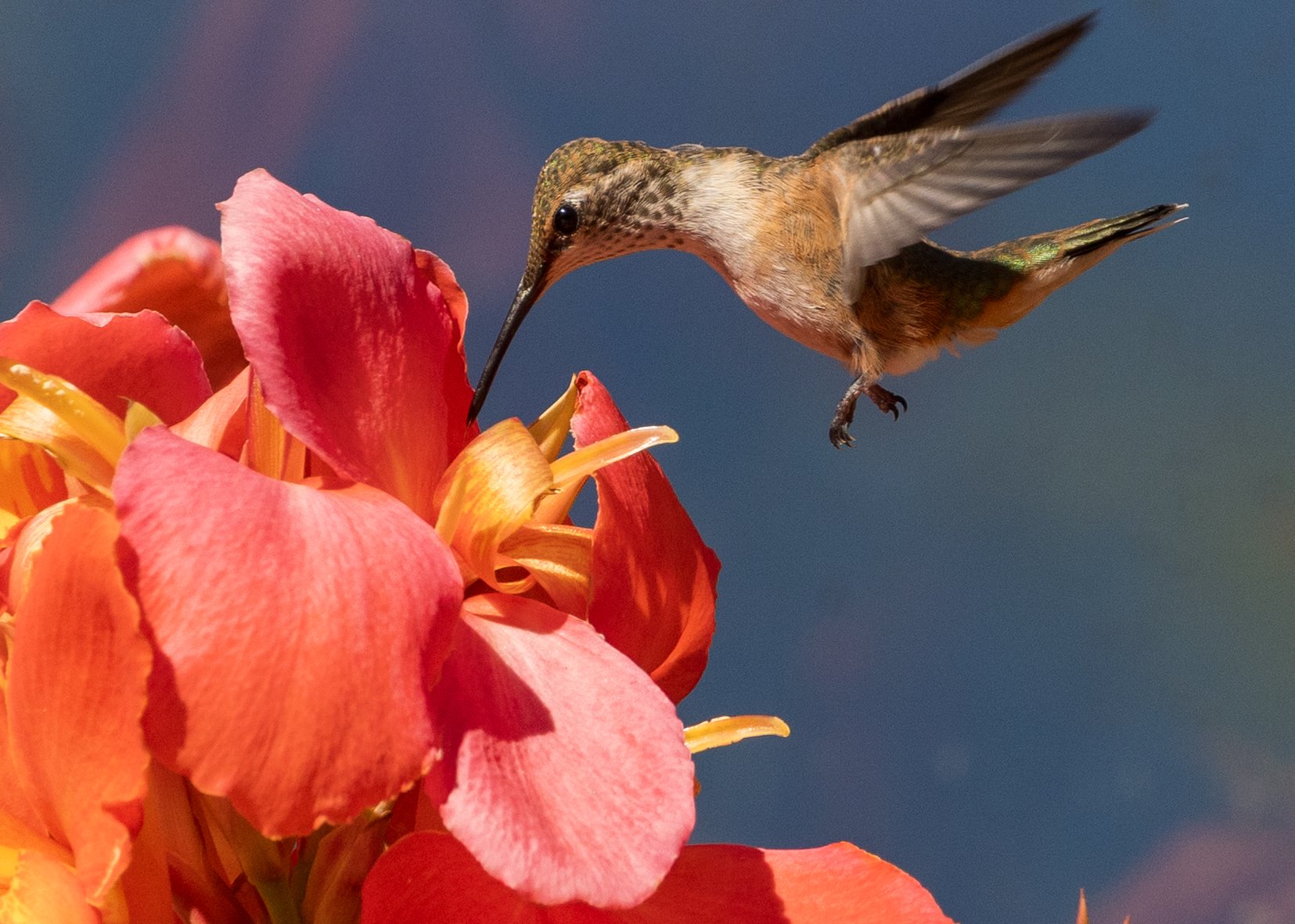 West Coast Hummingbird