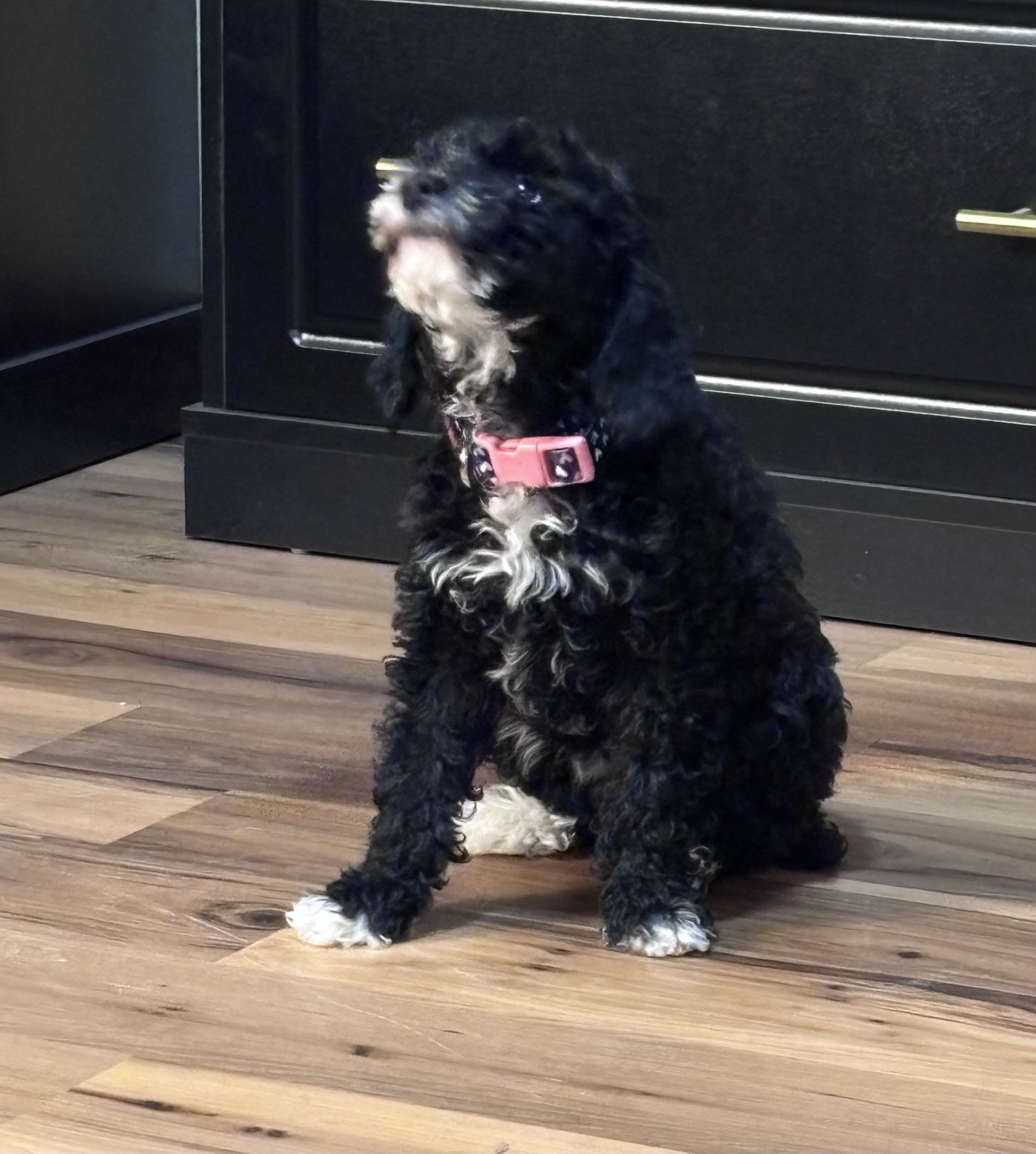 AKC Clear Genetics ready 1/5/26!