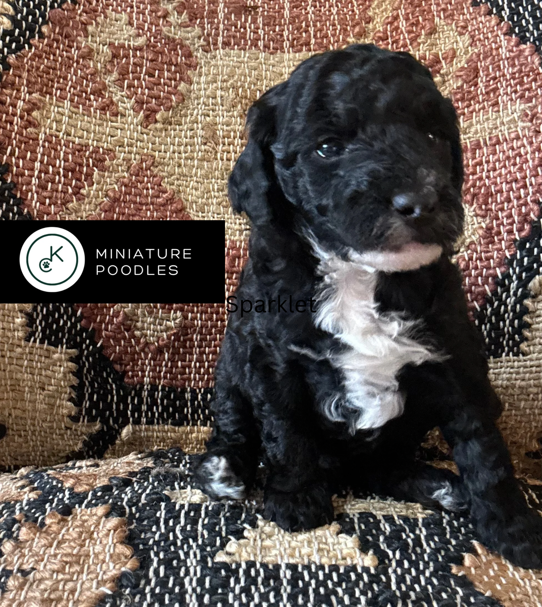 AKC Clear Genetics ready 1/5/26!