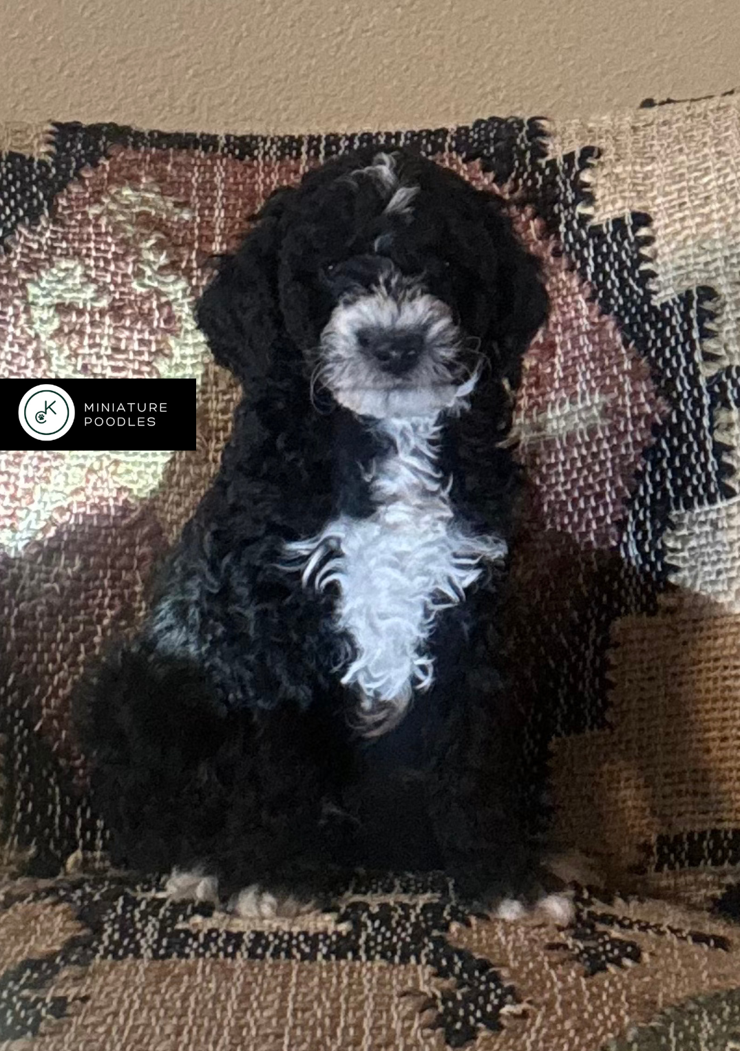 AKC Clear Genetics ready 1/5/26!