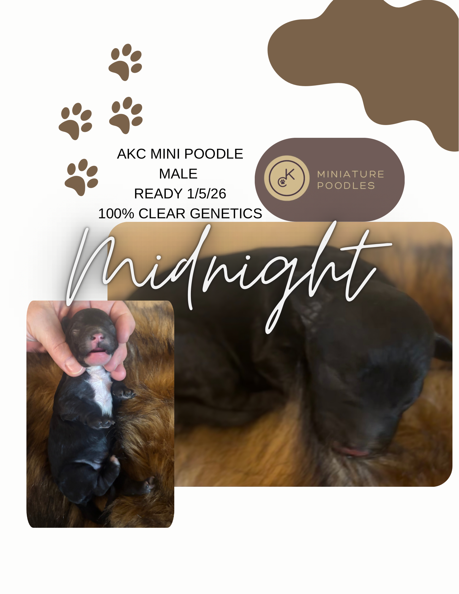 AkC mini poodle - 1.png