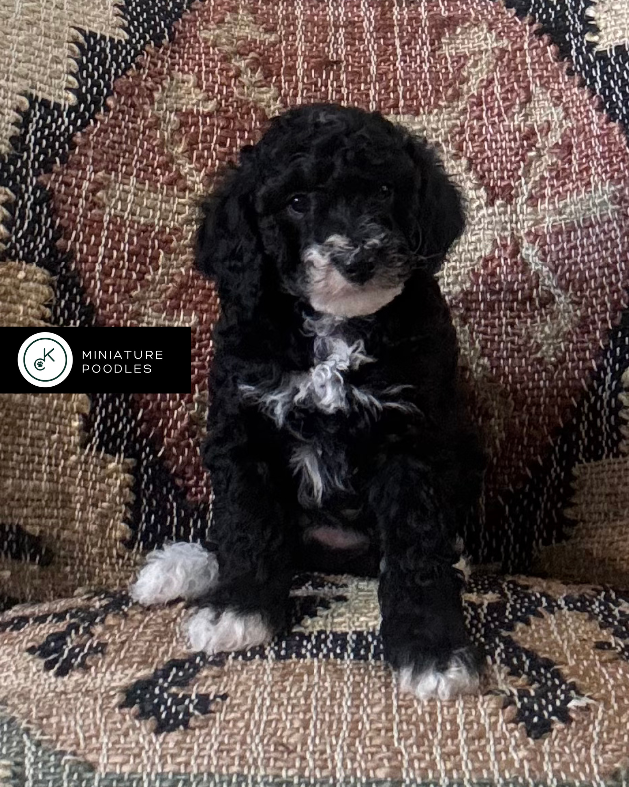 AKC Clear Genetics ready 1/5/26!