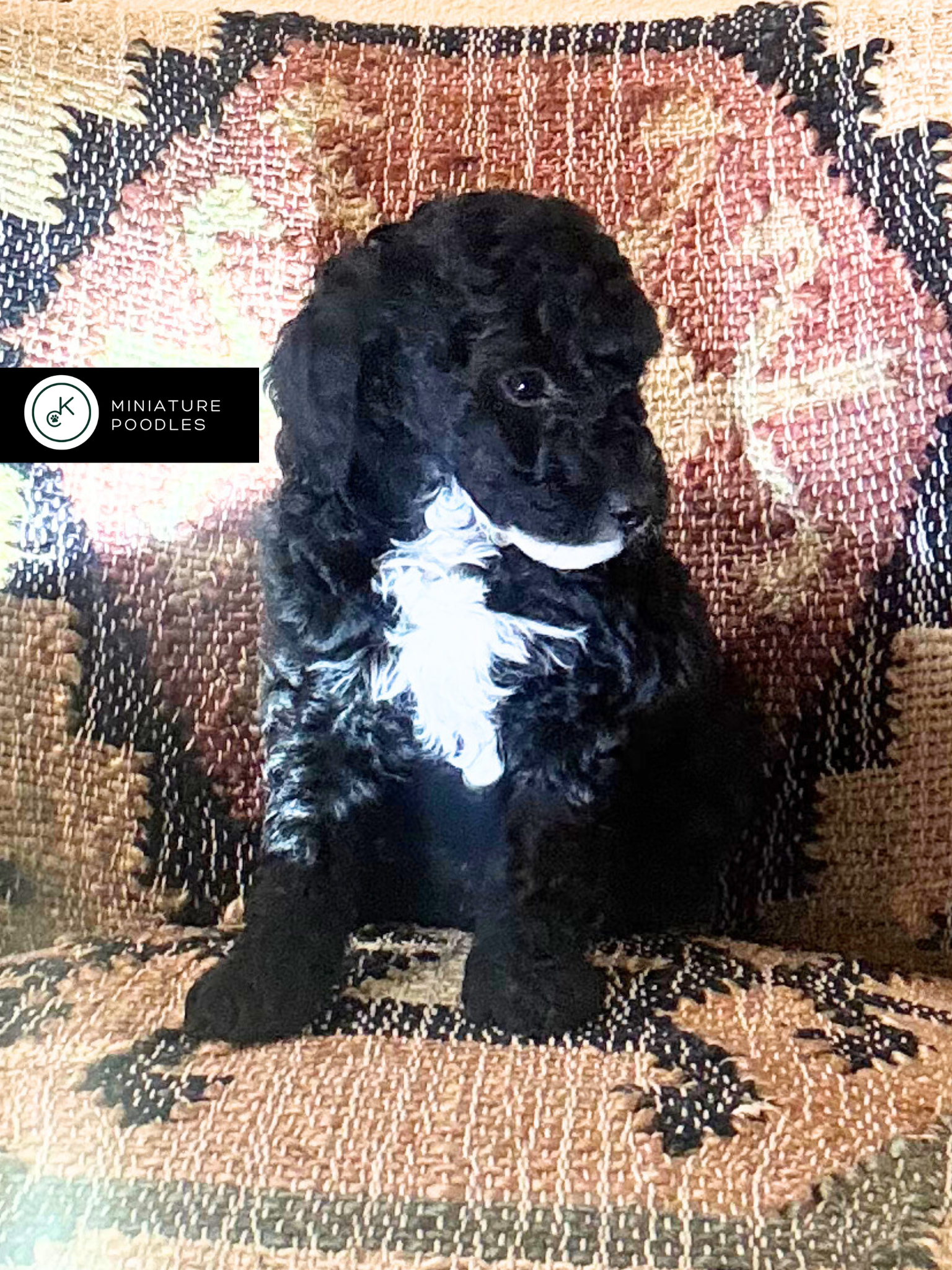 AKC Clear Genetics ready 1/5/26!