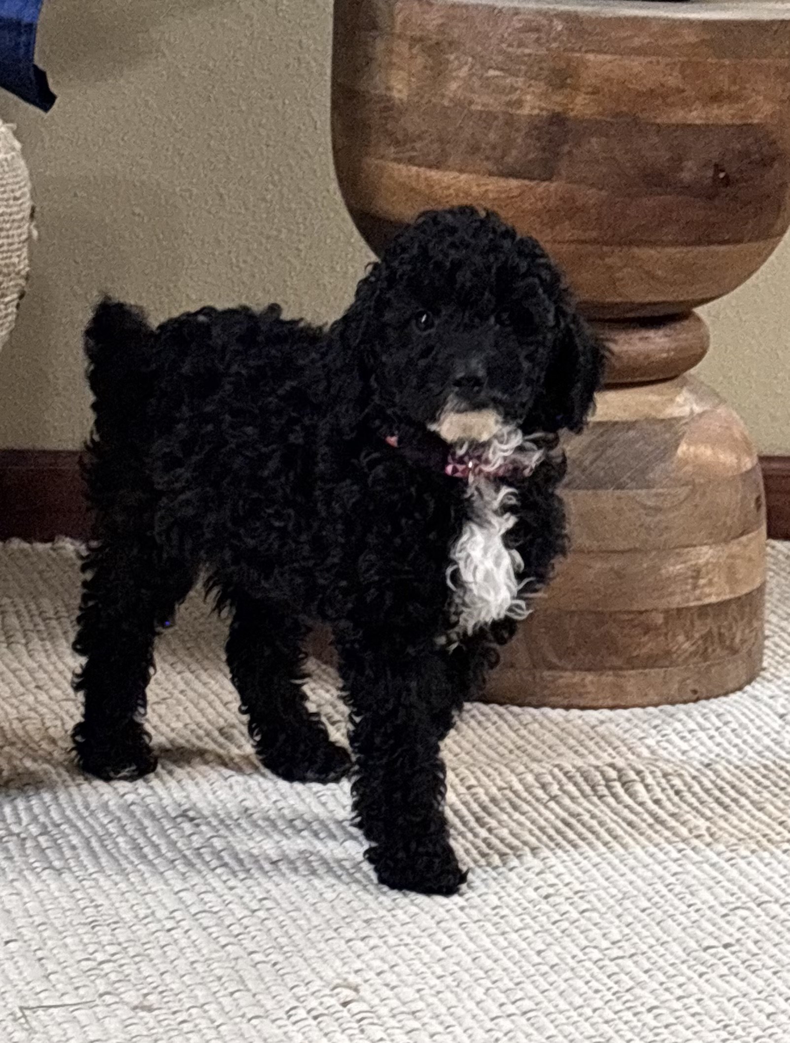 AKC Clear Genetics ready 1/5/26!