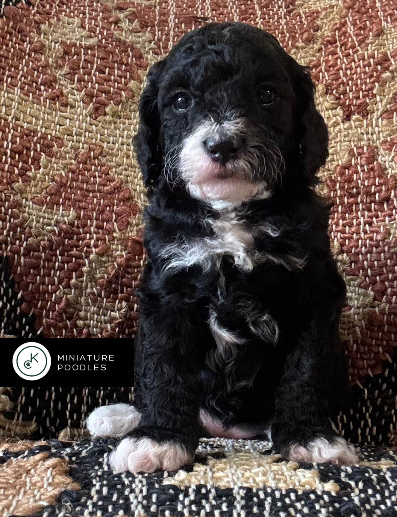 AKC Clear Genetics ready 1/5/26!