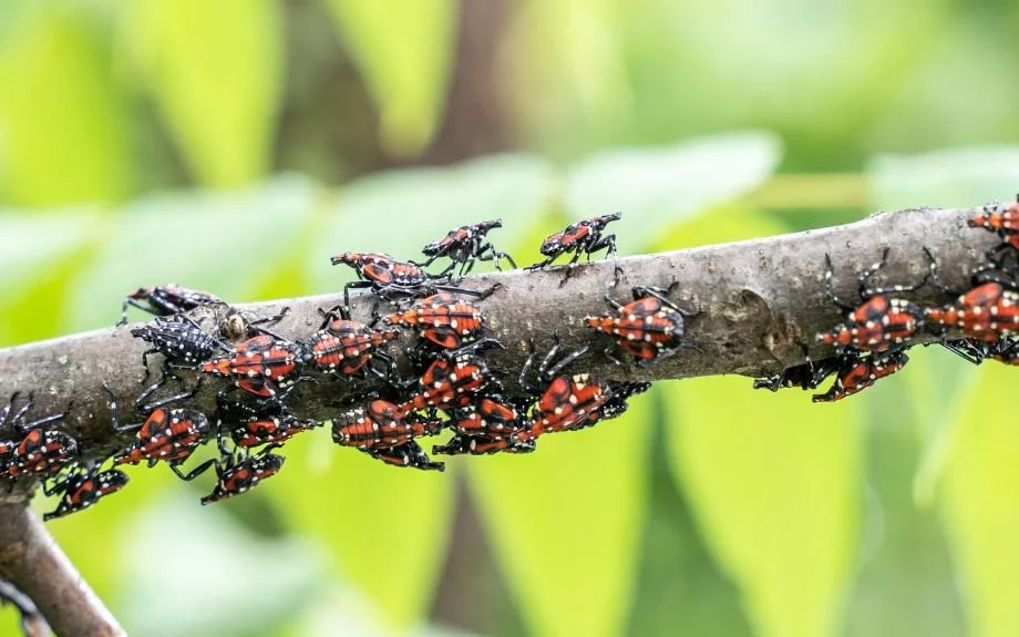 The Spotted Lanternfly: A Potential Threat to Agriculture and The Environment
