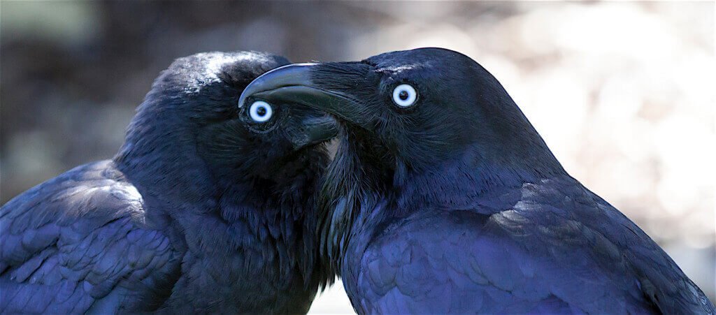 The Unrecognized Intelligence of Birds