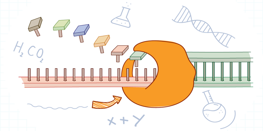 Polymerase Chain Reaction (PCR)