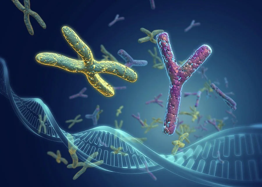 Beyond the Binary: Anomalies in Sex Chromosomes