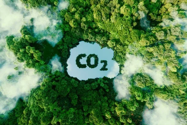 The Delicate Balance: Plants, Carbon Dioxide, and the Future of Our Planet
