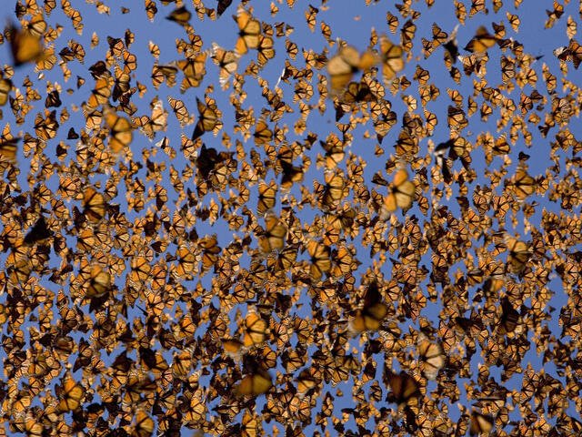 Monarch Butterflies and Climate Change