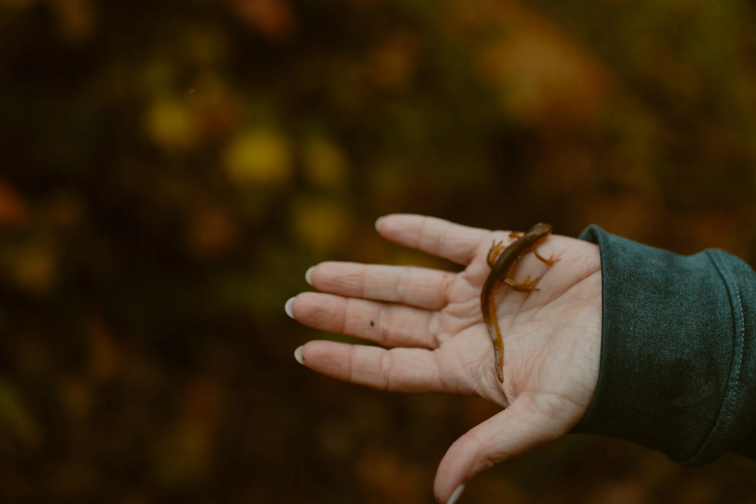 Tennessee-adventure-waterfall-fall-elopement