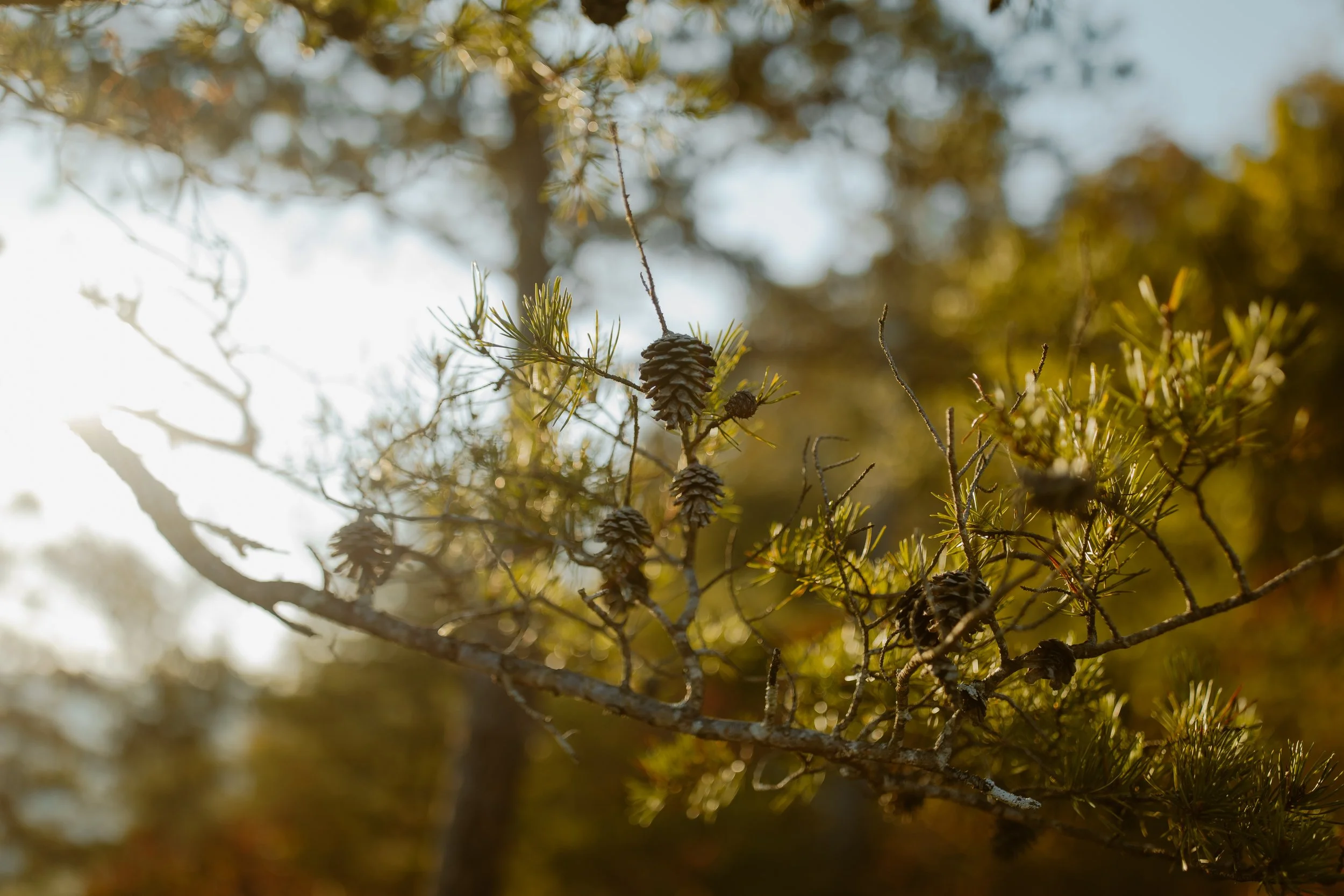 sunrise-adventure-elopement-fall-creek-falls-TN