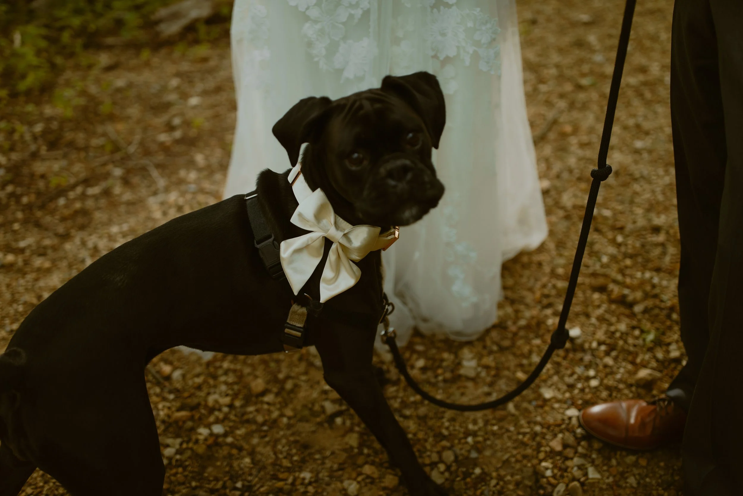 sunrise-roan-mountain-elopement-Tennessee