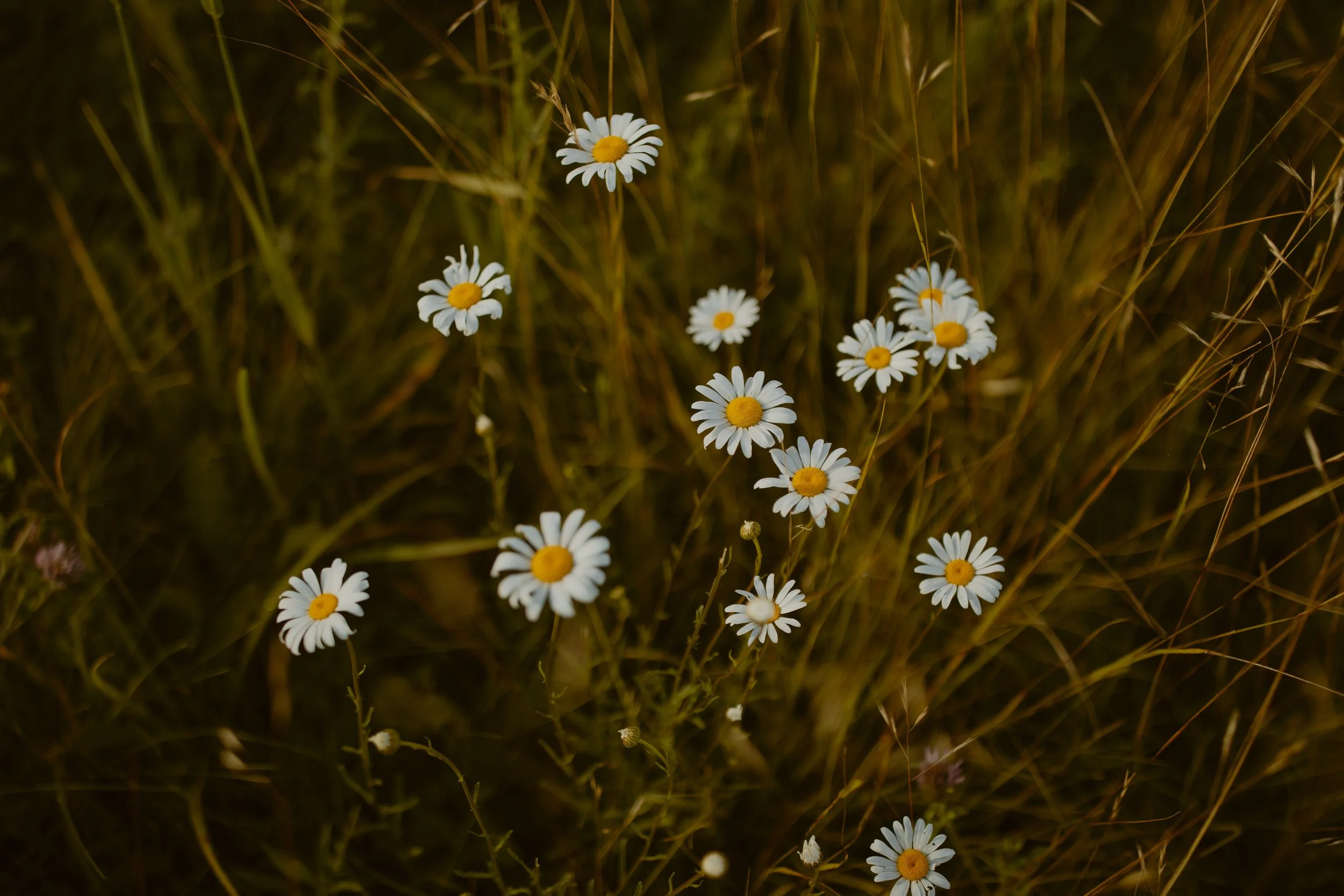 Maxpatch-Tennessee-elopement