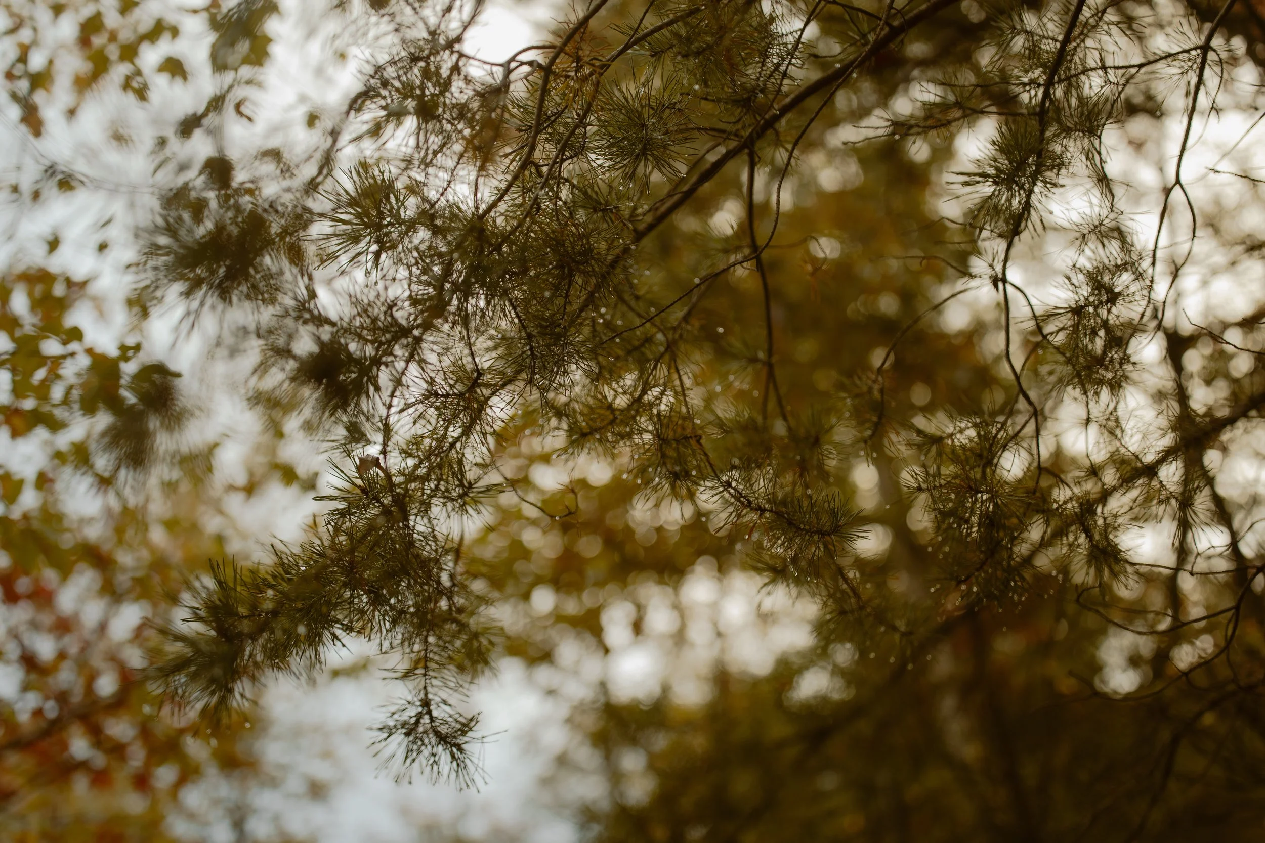 Tennessee-adventure-waterfall-fall-elopement