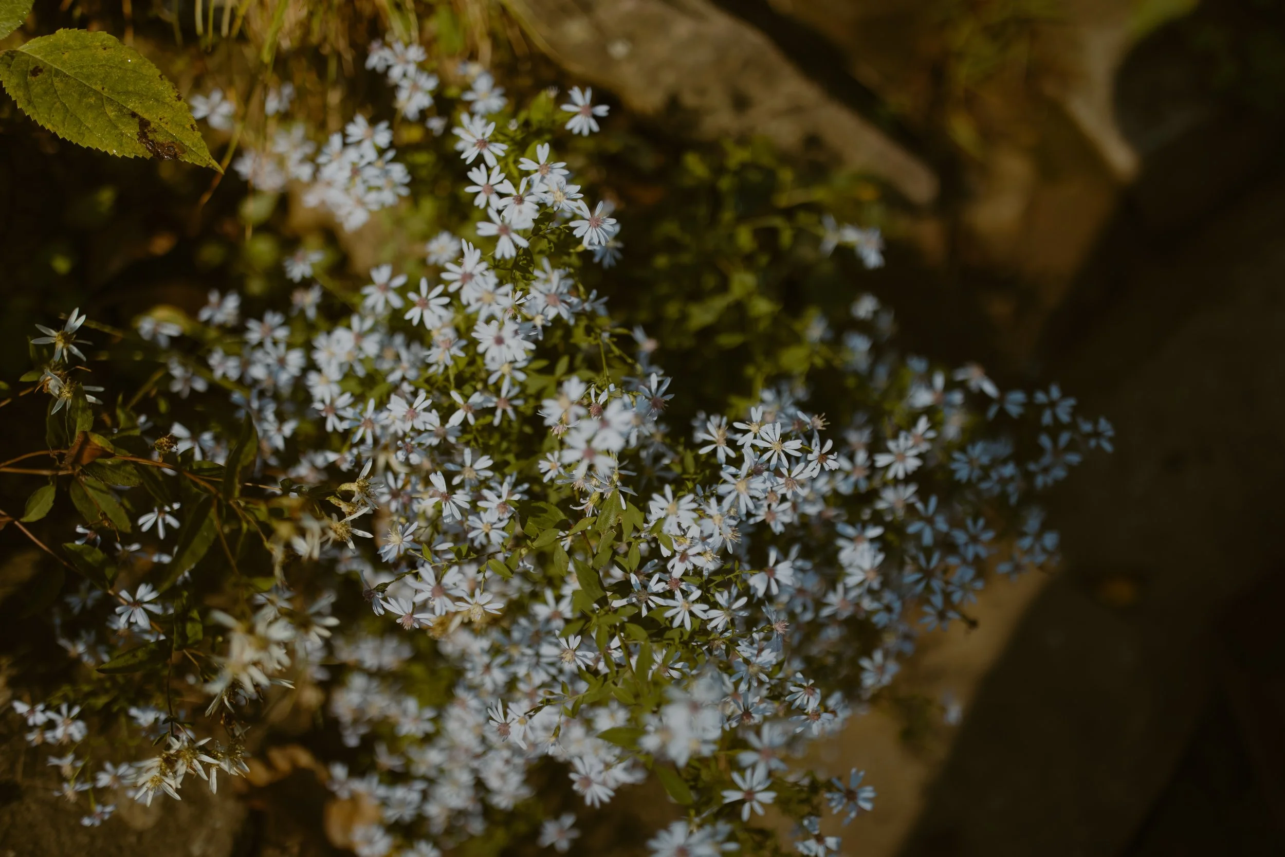 Tennessee-waterfall-sunrise-elopement