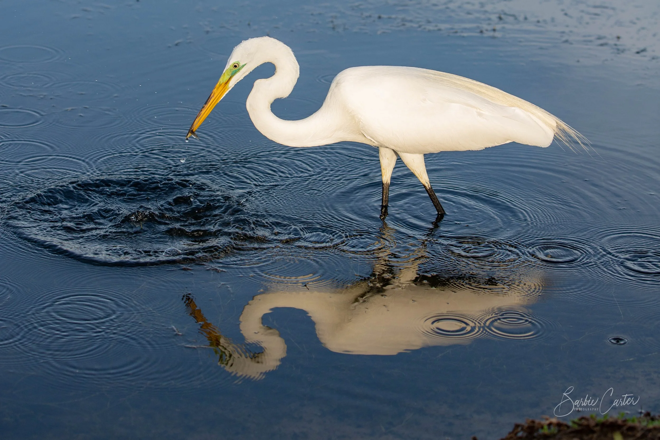 Birds-2137.jpg