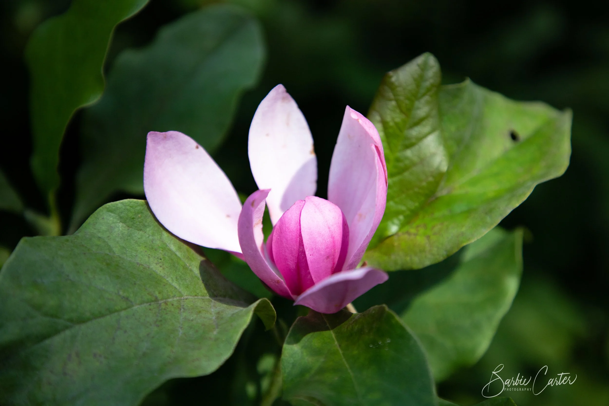A Pink Mangolia.jpg
